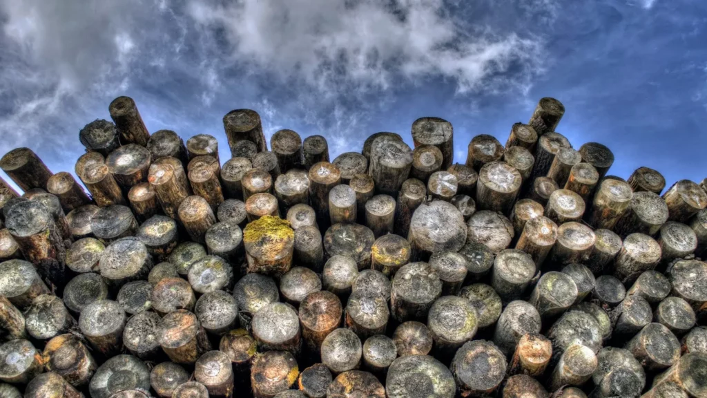 Troncs de bois