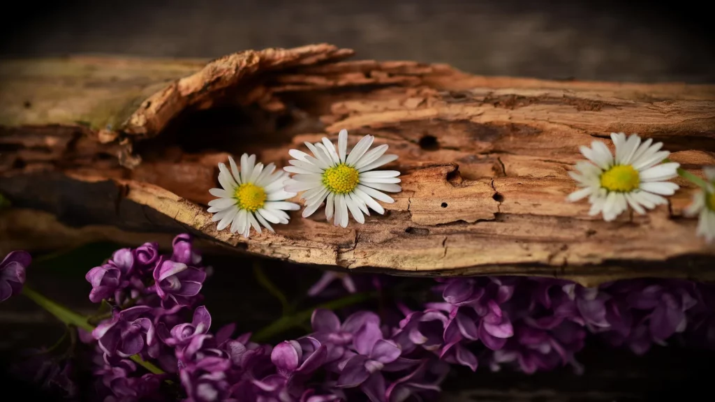 visuel objets en bois